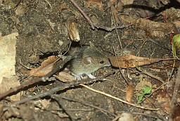 House mouse (Mus musculus)