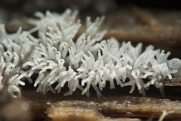 Ceratiomyxa fruticulosa