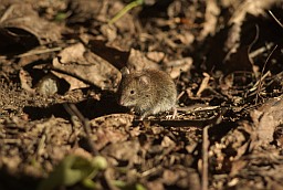 House mouse (Mus musculus)