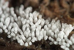 Ceratiomyxa fruticulosa?