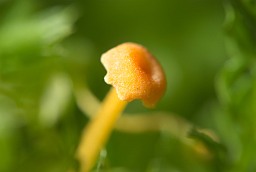 Yellow mushroom