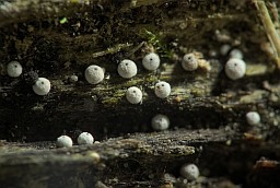 White slime mold?