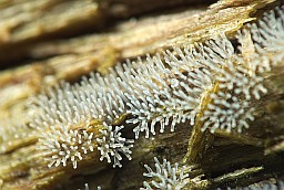 Ceratiomyxa fruticulosa