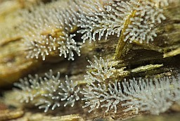 Ceratiomyxa fruticulosa