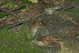 House mouse (Mus musculus)