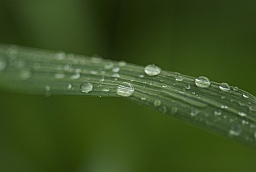 Dew drops