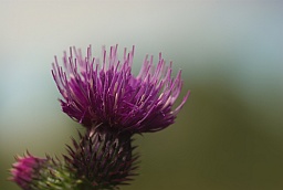 Plumeless thistle (Carduus acanthoides)