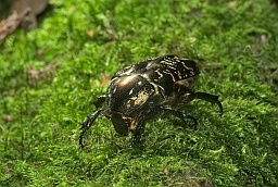 Chafer marble (Protaetia marmorata)