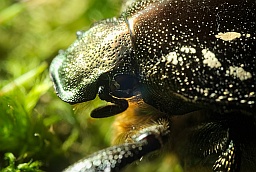 Chafer marble (Protaetia marmorata)