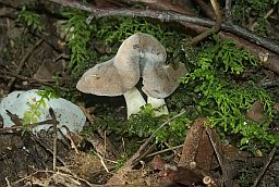 Helvella latispora?