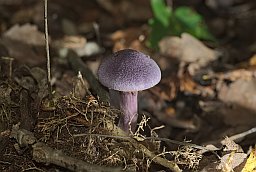 Violet webcap (Cortinarius violaceus)