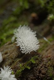 Ceratiomyxa fruticulosa