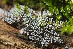 Ceratiomyxa fruticulosa