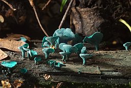 Green elfcup (Chlorociboria aeruginascens)