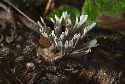 Xylaria?