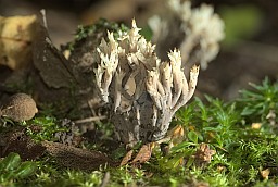 Crested coral fungus (Clavulina cristata)