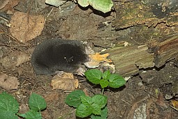 European mole (Talpa europaea)