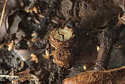 Fluted bird's nest (Cyathus striatus)