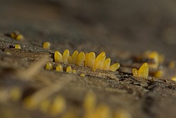 Small Stagshorn (Calocera cornea)