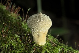 Gem-studded puffball (Lycoperdon perlatum)