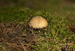 Panther cap (Amanita pantherina)