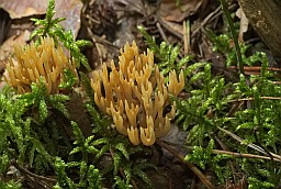 Strict-branch coral (Ramaria stricta)