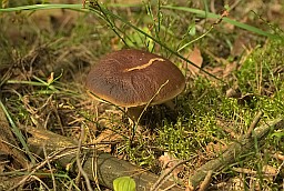 Penny bun (Boletus edulis)