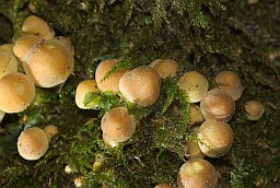 Sulphur tuft (Hypholoma fasciculare)