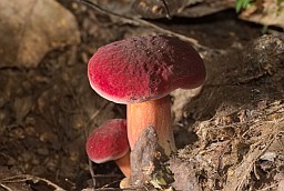 Ruby Bolete (Xerocomus rubellus)