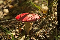 Fly agaric (Amanita muscaria)