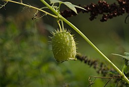 Wild cucumber (Echinocystis lobata)