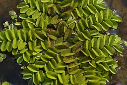 Floating fern (Salvinia natans)