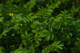 Silverweed (Argentina anserina, Potentilla anserina)