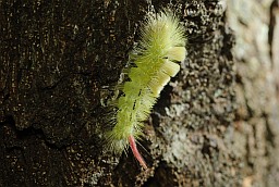 Pale tussock moth caterpillar (Calliteara pudibunda)