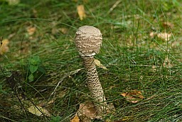 Parasol mushroom (Macrolepiota procera)