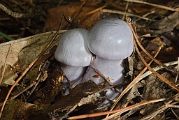 Cortinarius caerulescens?