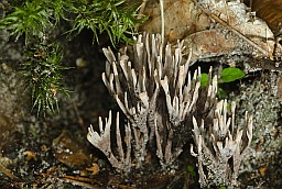 Stinking earthfan (Thelephora palmata)