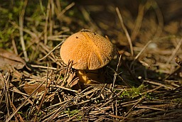 Velvet bolete (Suillus variegatus)