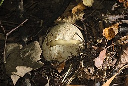 Common stinkhorn in egg stage (Phallus impudicus)