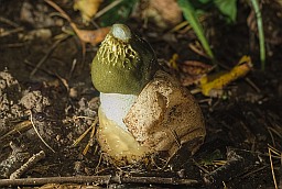 Common stinkhorn (Phallus impudicus)