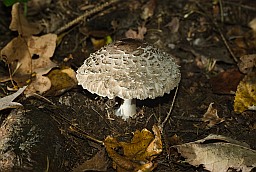 Shaggy parasol (Chlorophyllum rhacodes)