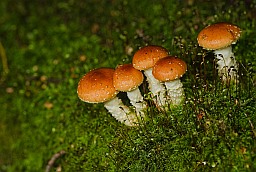 Pholiota lubrica?