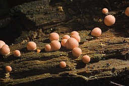 Wolf's milk (Lycogala epidendrum)